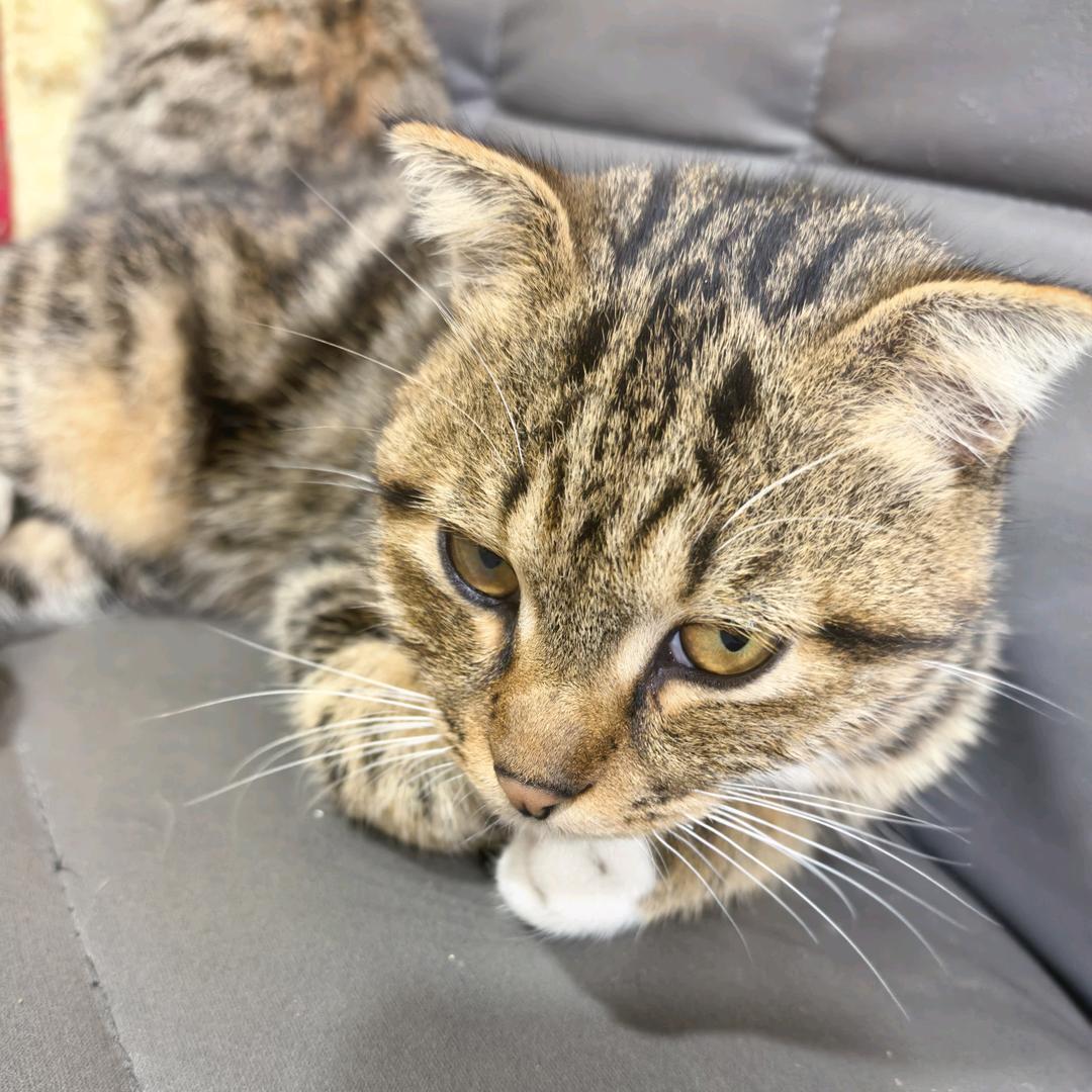 朱飞猫砂测评100000000款