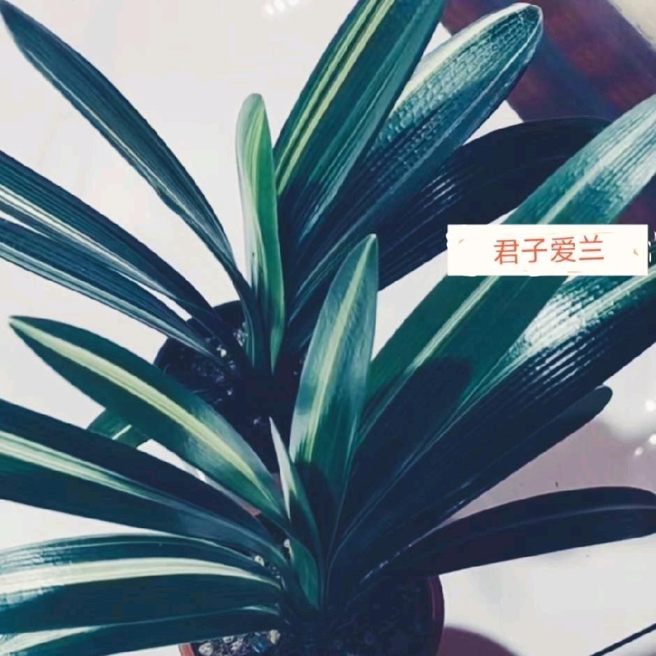诚信