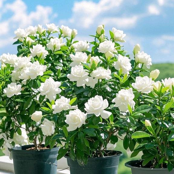 芳芳爱种植