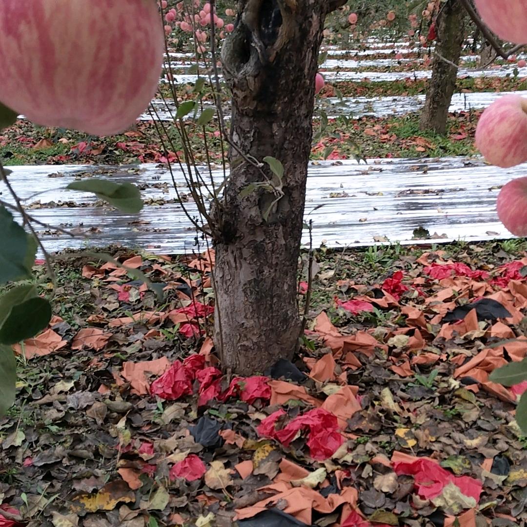 花开花落