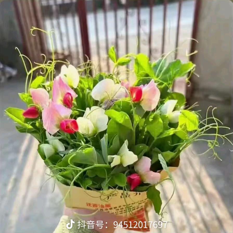 豌豆尖的花语，老的不要