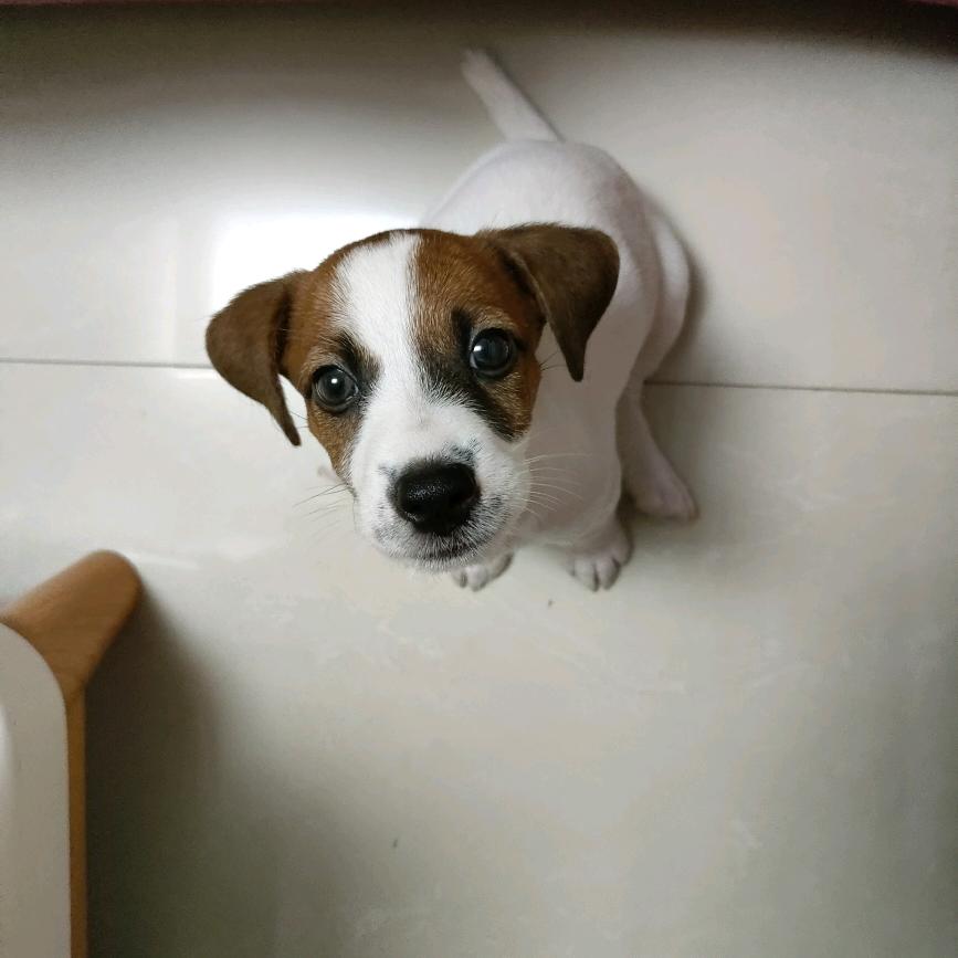 豆豆/杰克罗素梗