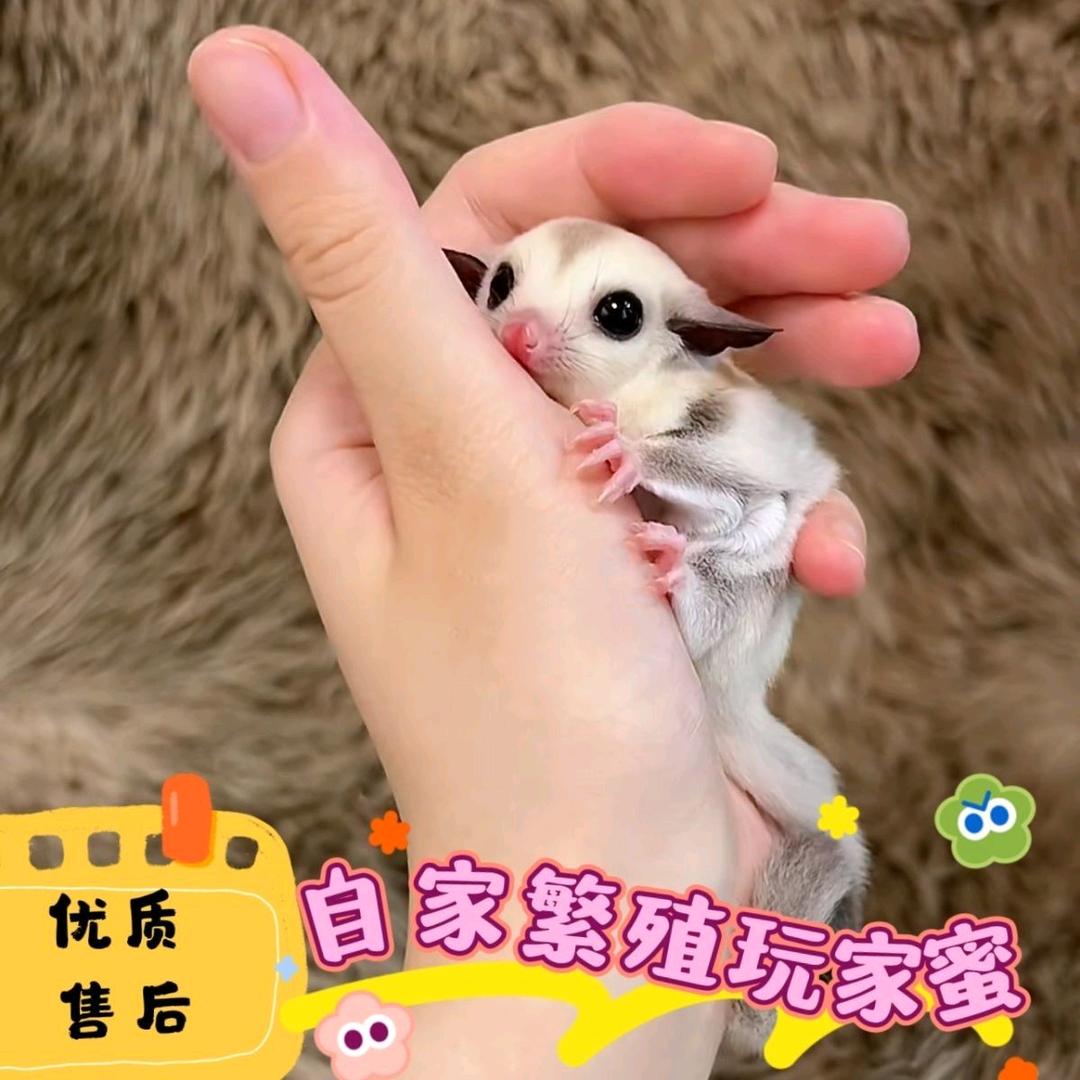 Happy家的蜜袋鼯（定蜜私信）