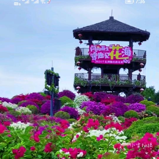 蒋四哥