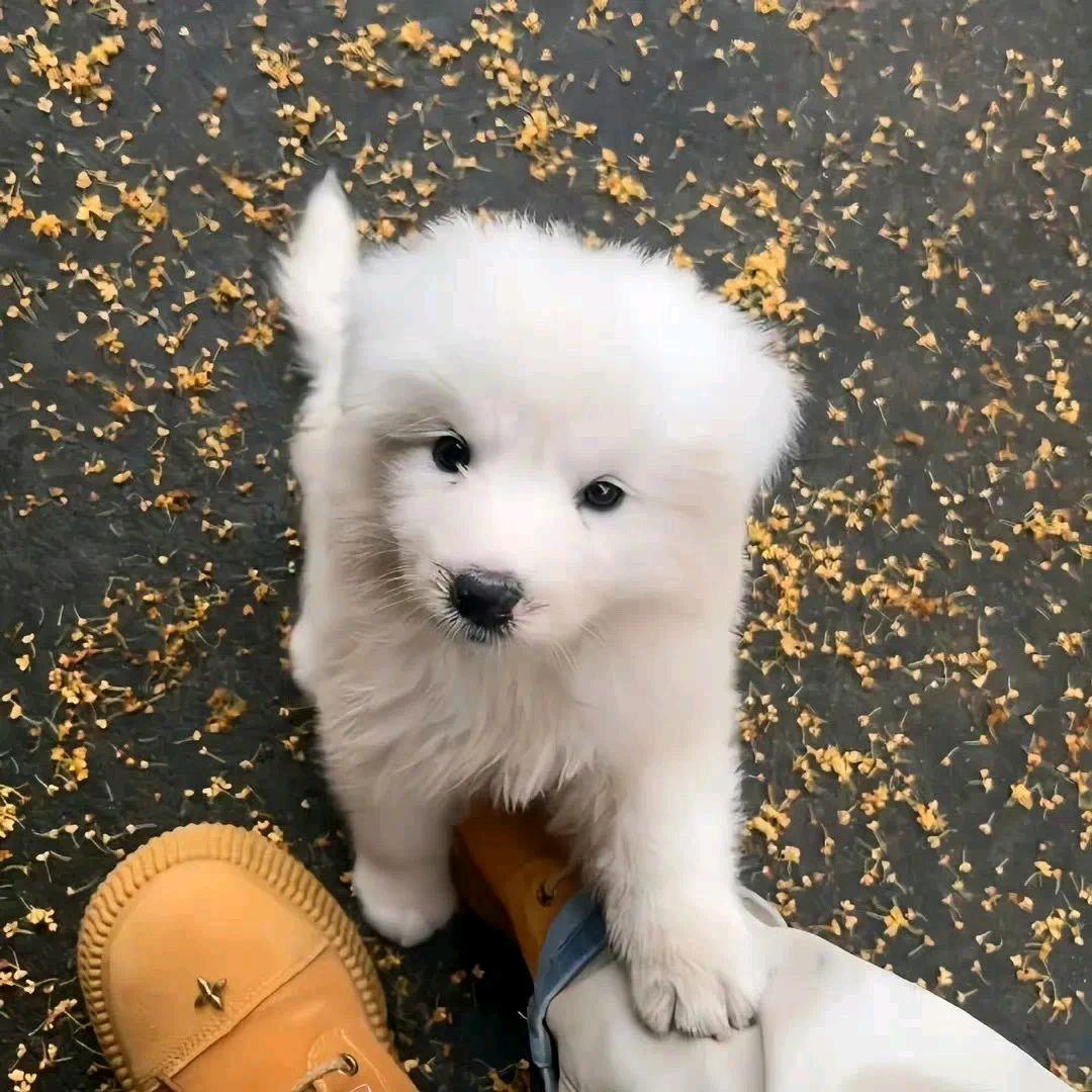 豆拜酱
