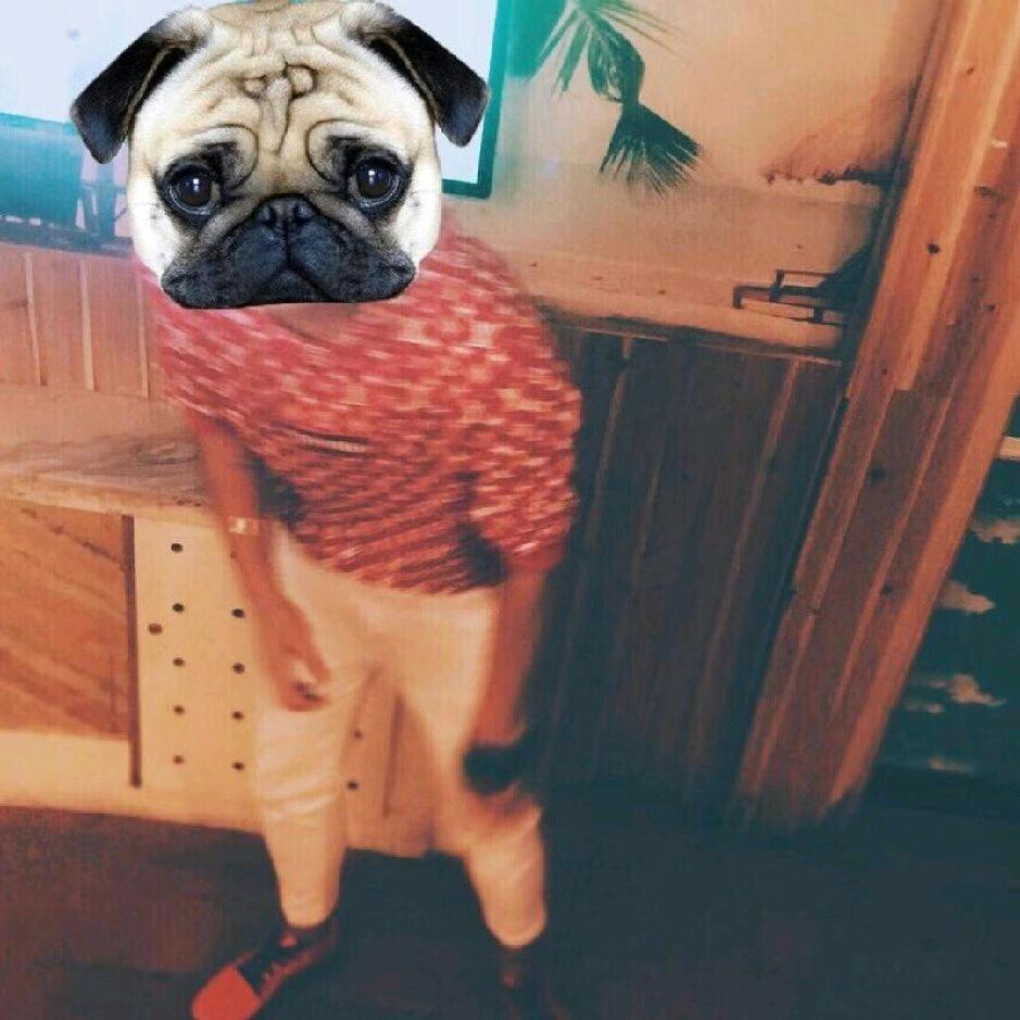 疯狂的法斗丶