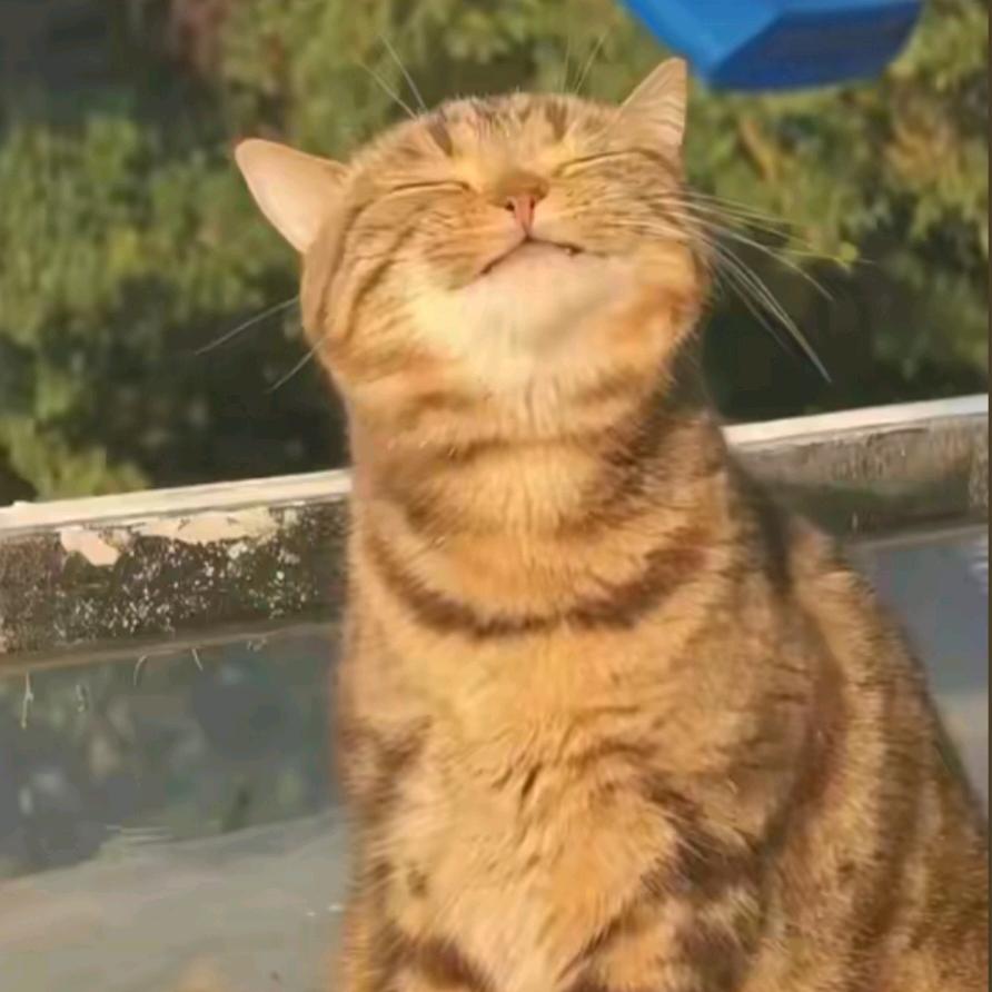 -鹏