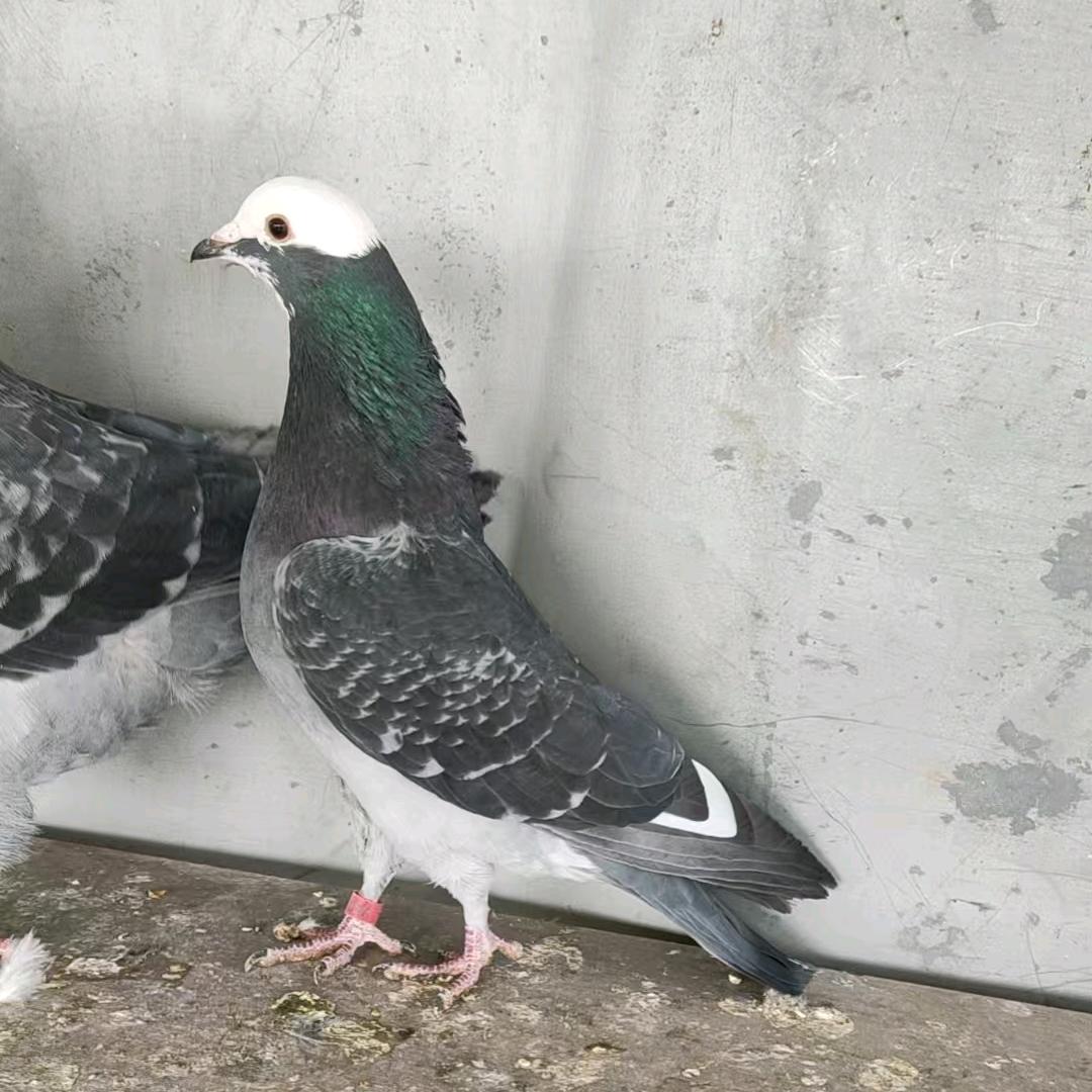 爱你心疼
