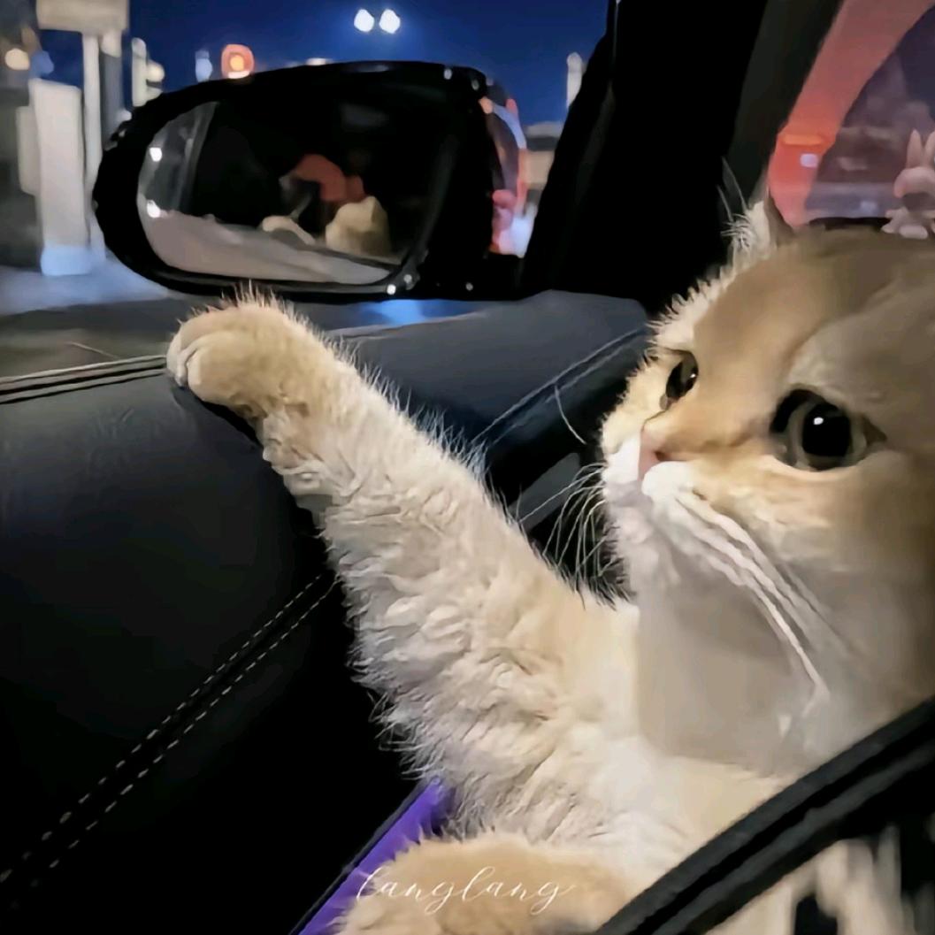 Maomao