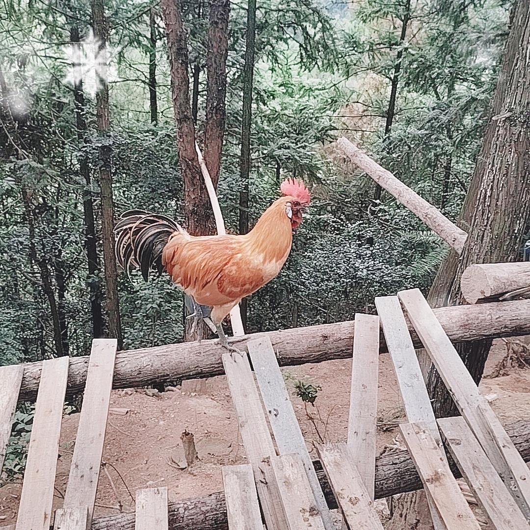 大牛农场