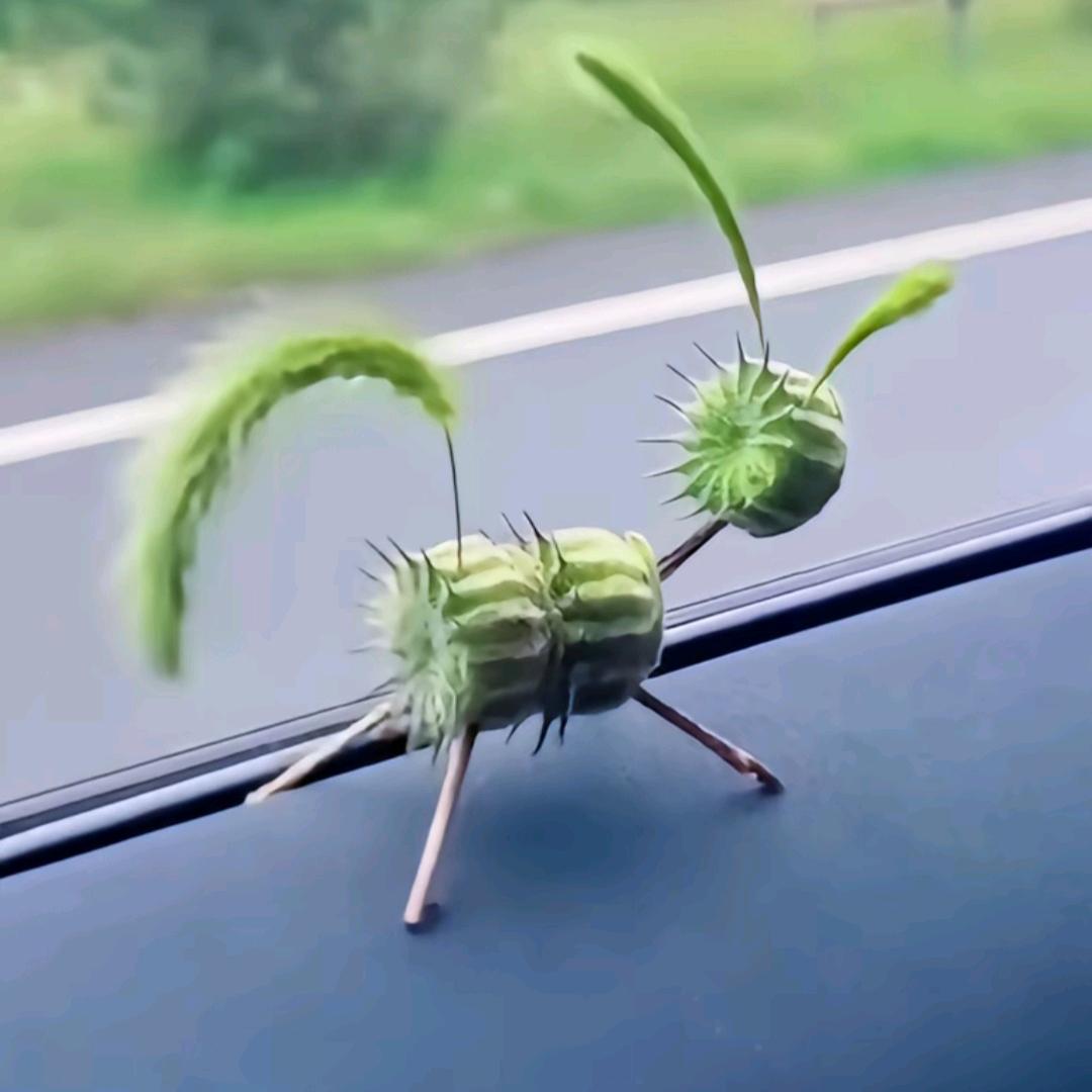 吃瓜群众