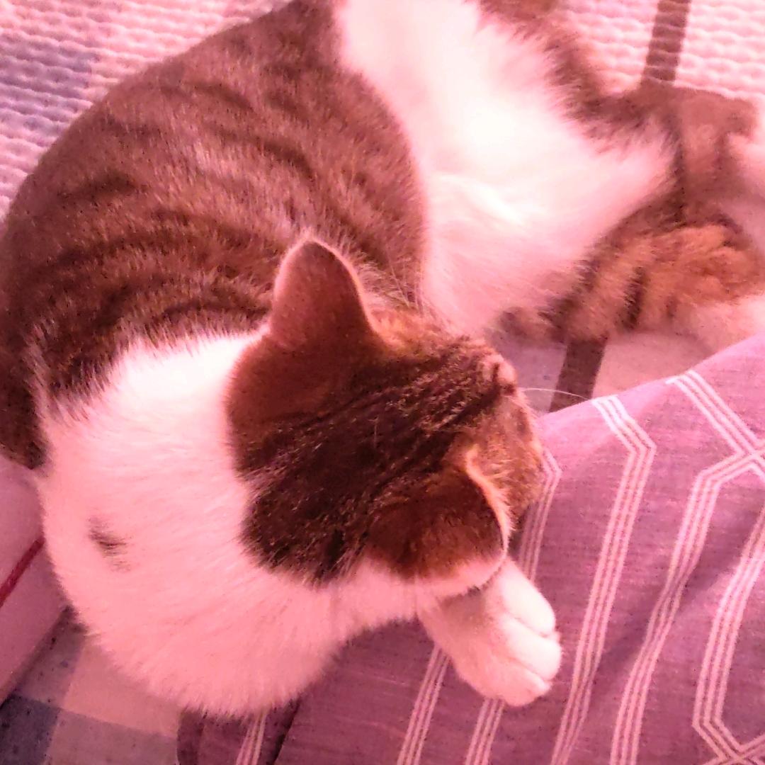 晚风啊～的头像