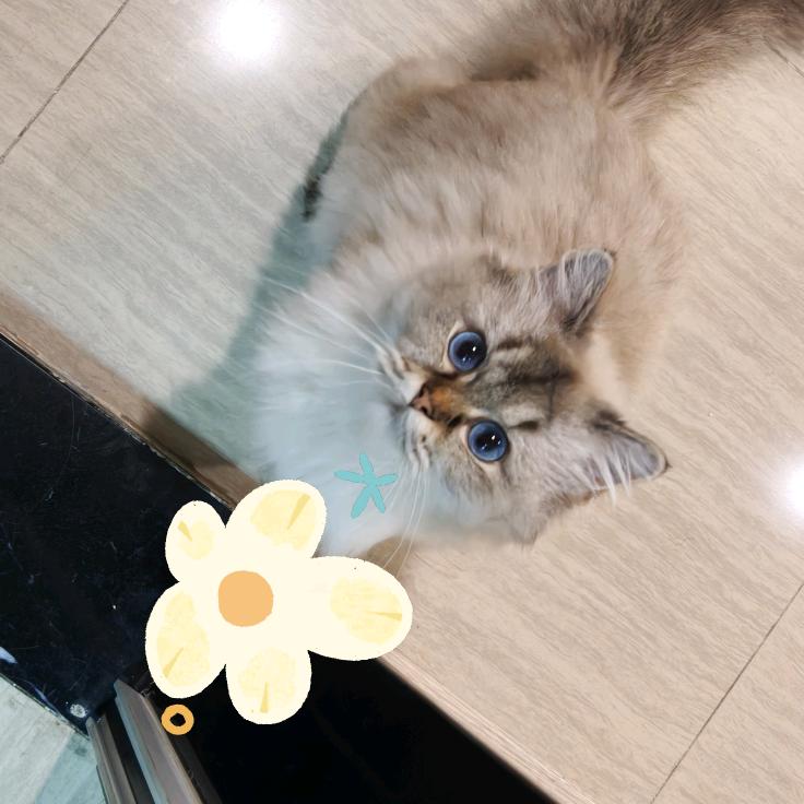 victor少爷和黛玉猫猫（一毛不拔版）