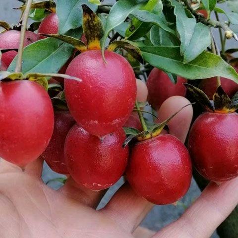 勇敢的心