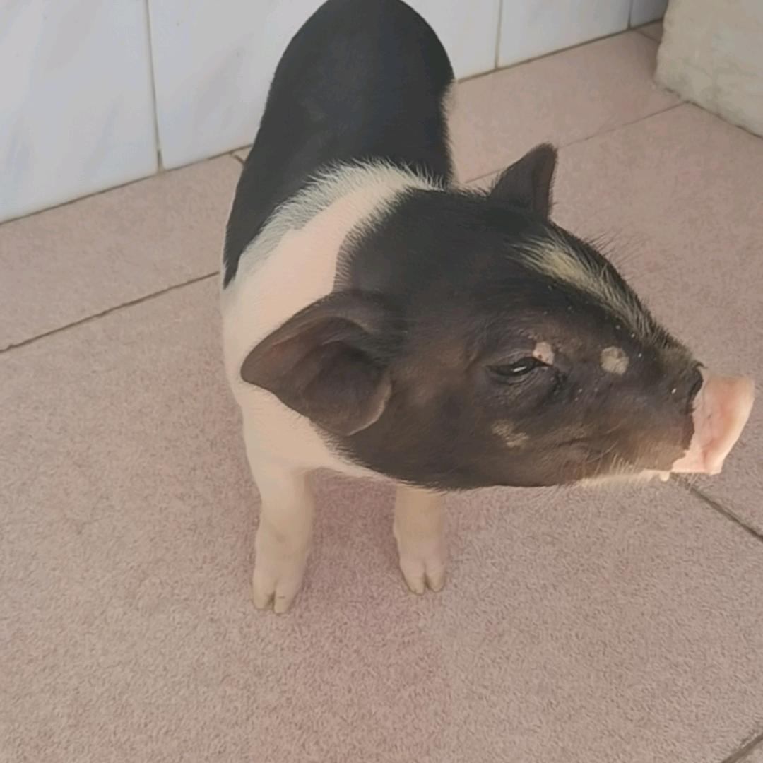 好运猪