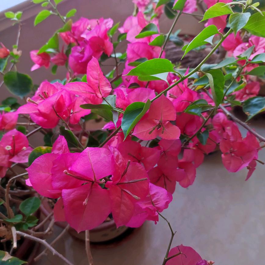 花开