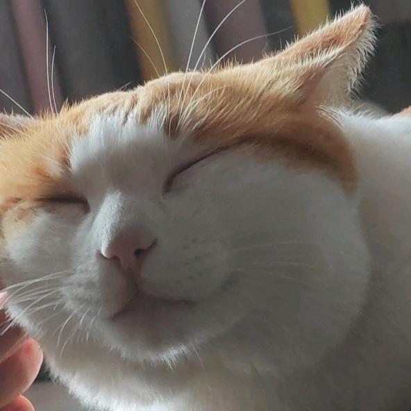 想成为躺平猫(๑˙ー˙๑)