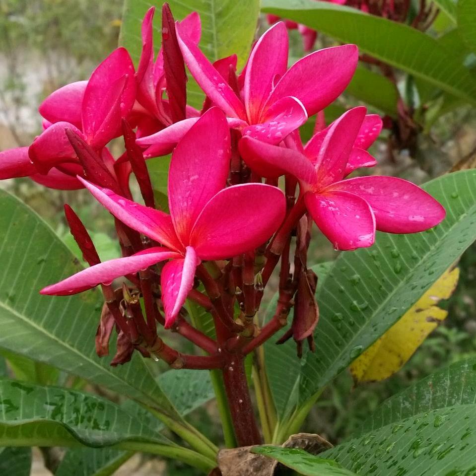 芍药牡丹