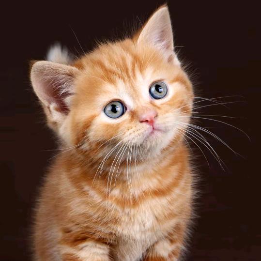 眼眸里的温柔💫