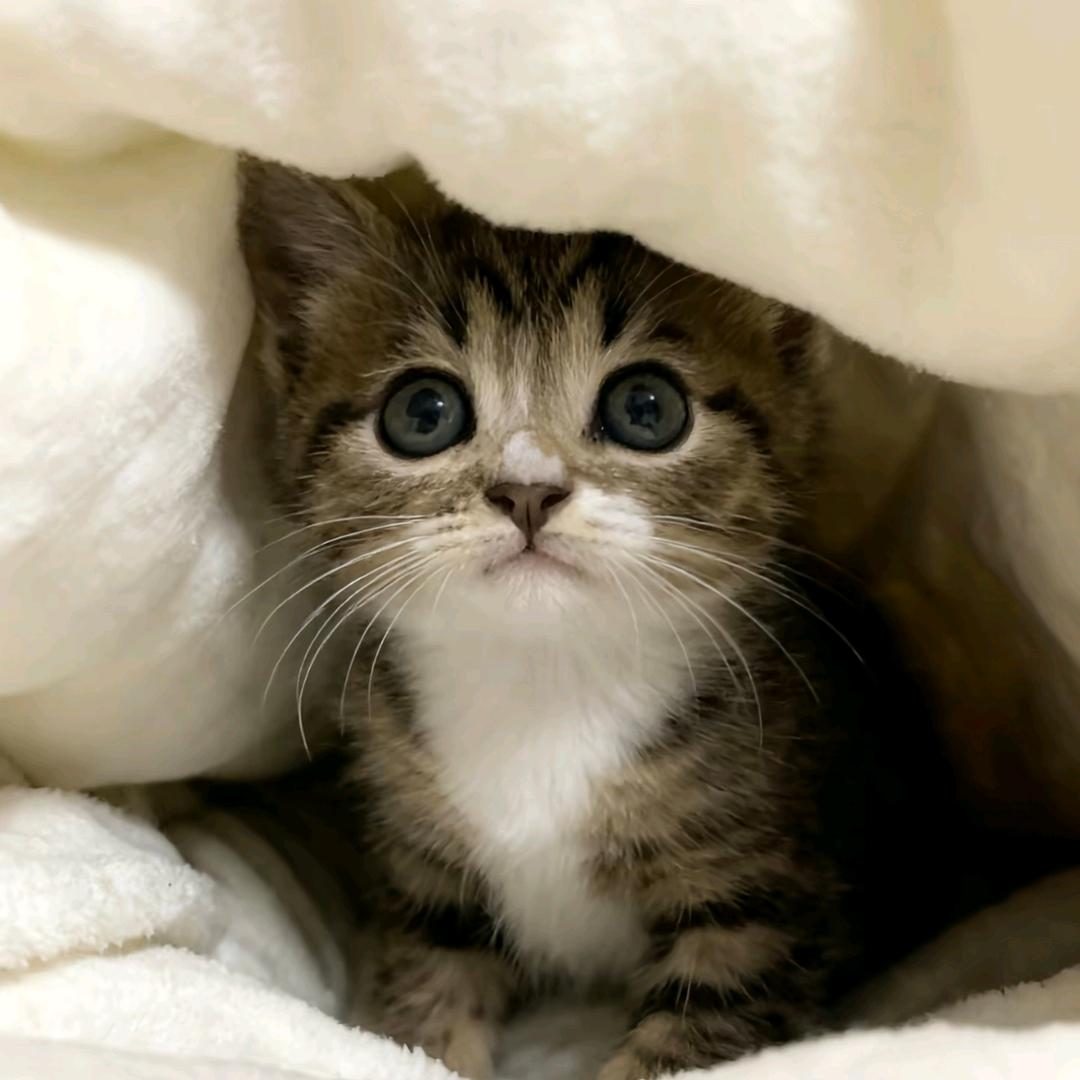 2500斤极品青年音