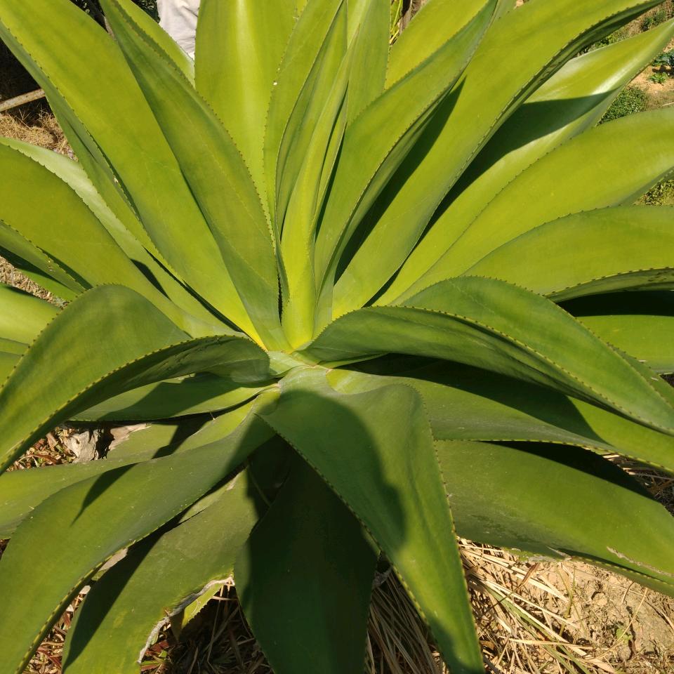 柱