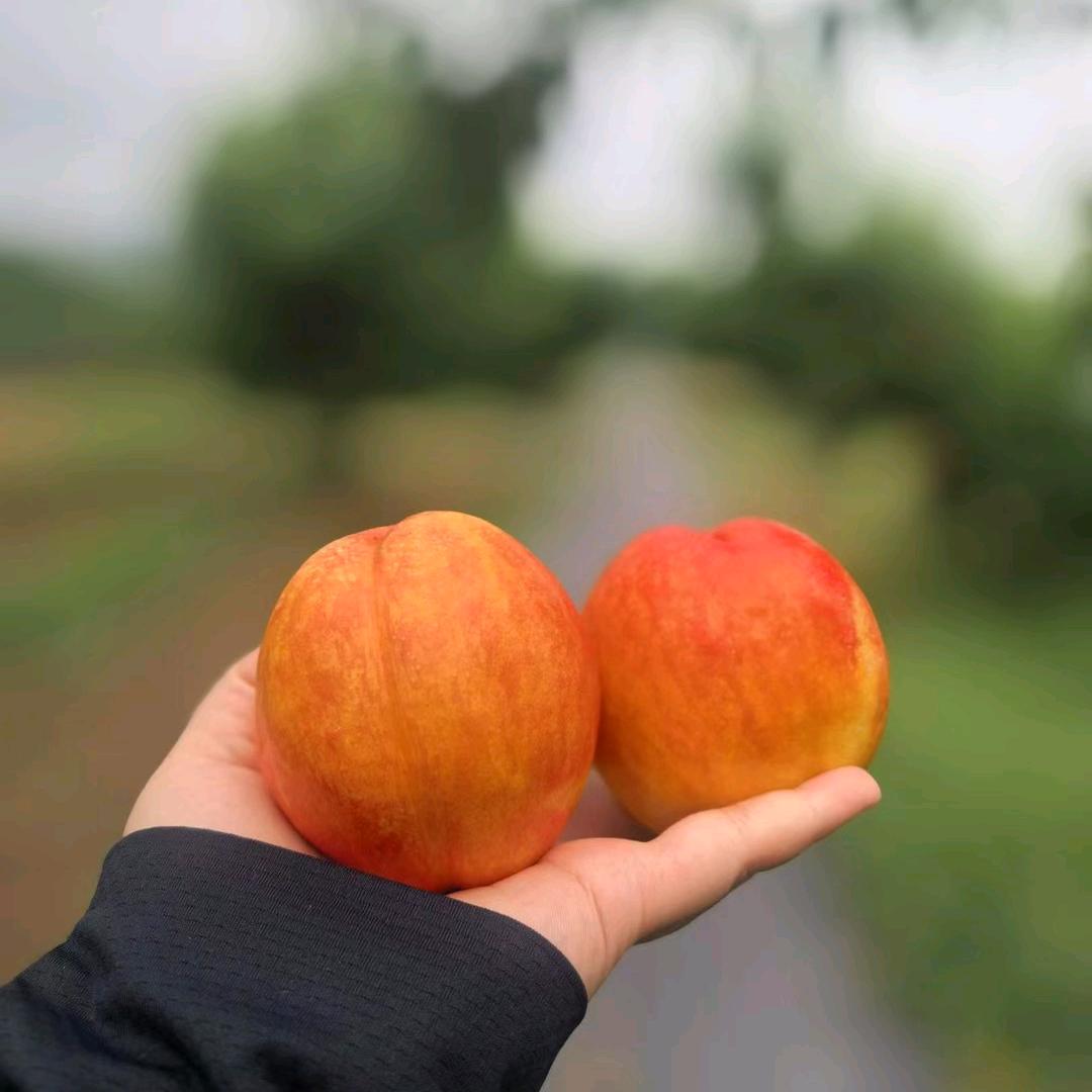 北京市桃子不淘商贸中心