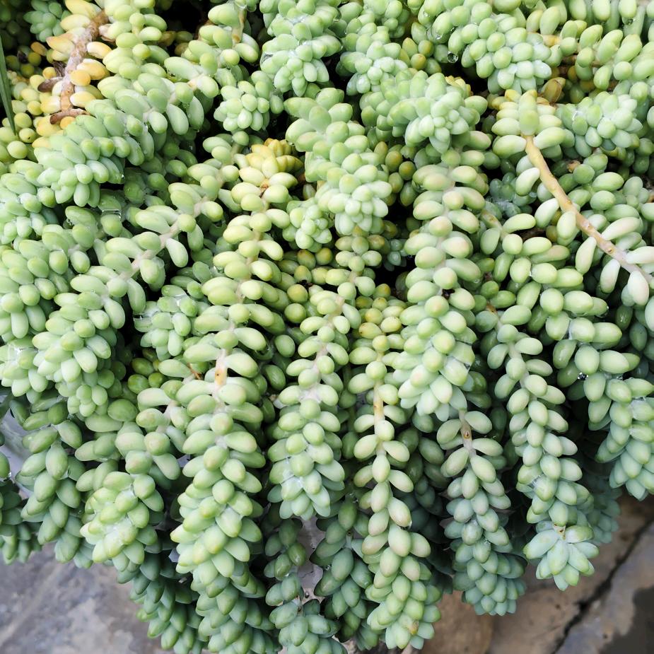 梧栖
