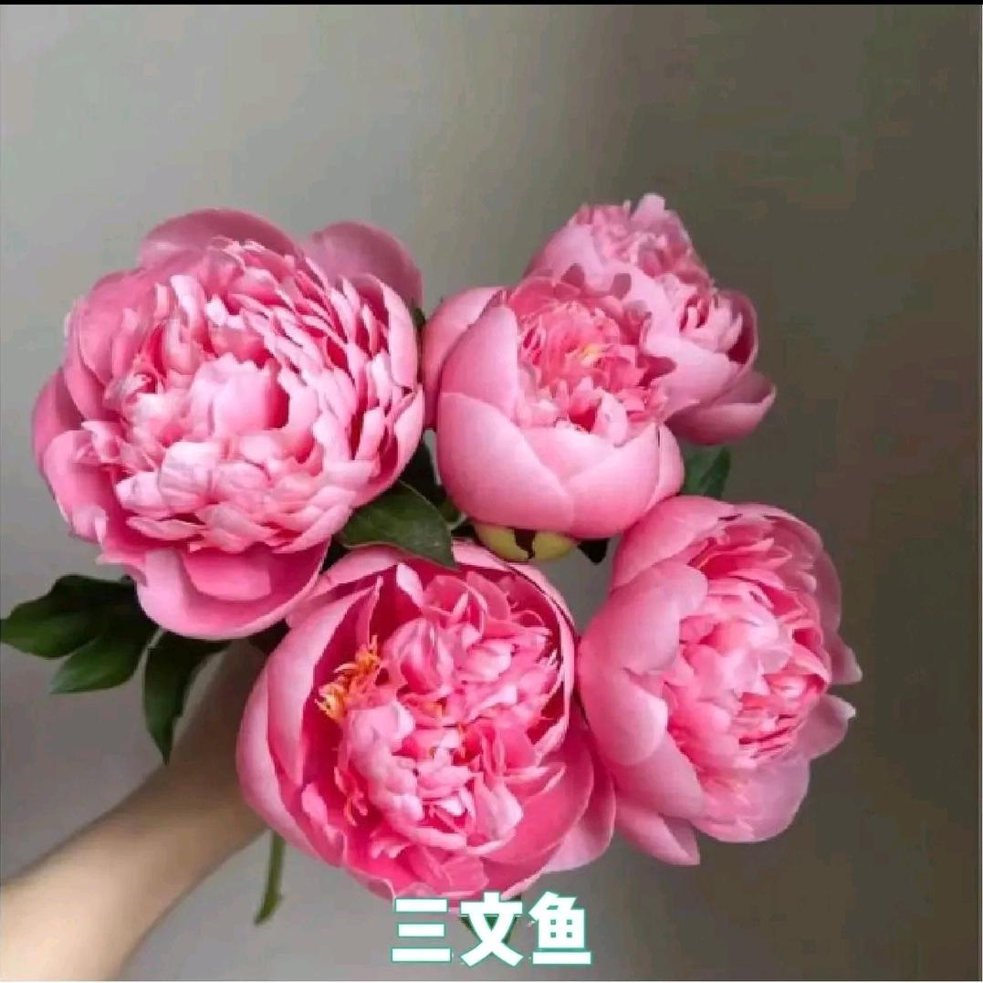菏泽牡丹芍精品花坊