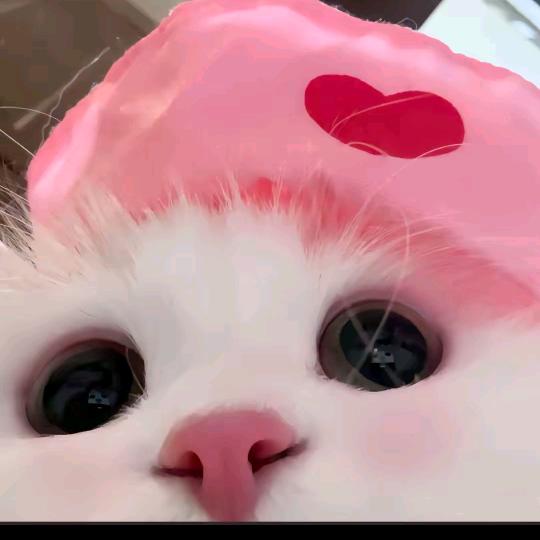 韦尼琪哈琪经营号