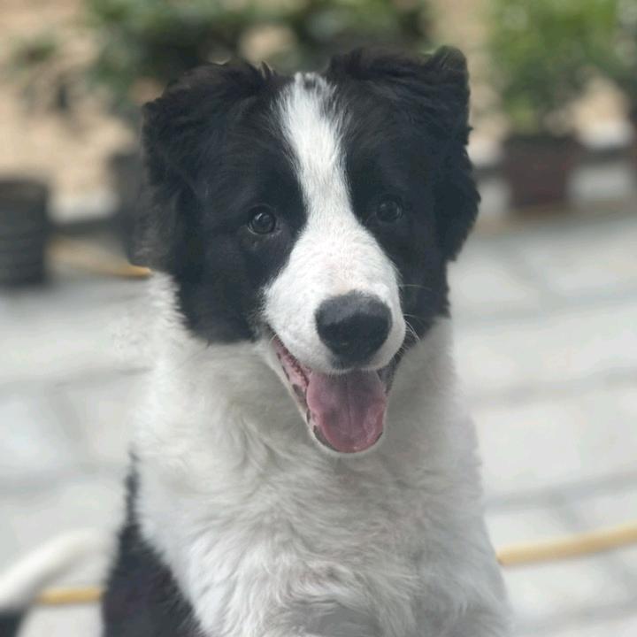 小飞棍来喽。
