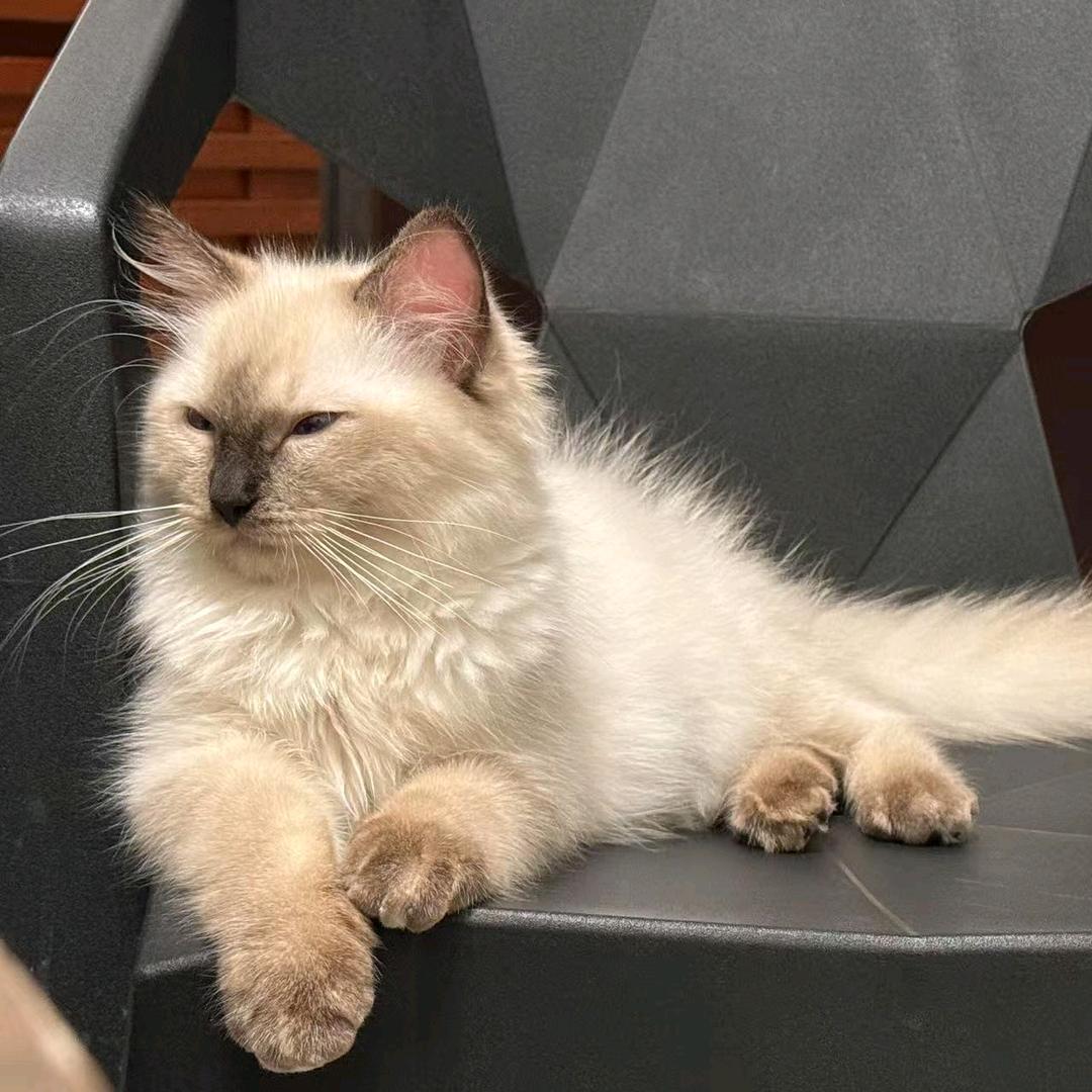 爱吃鱼的猫头像