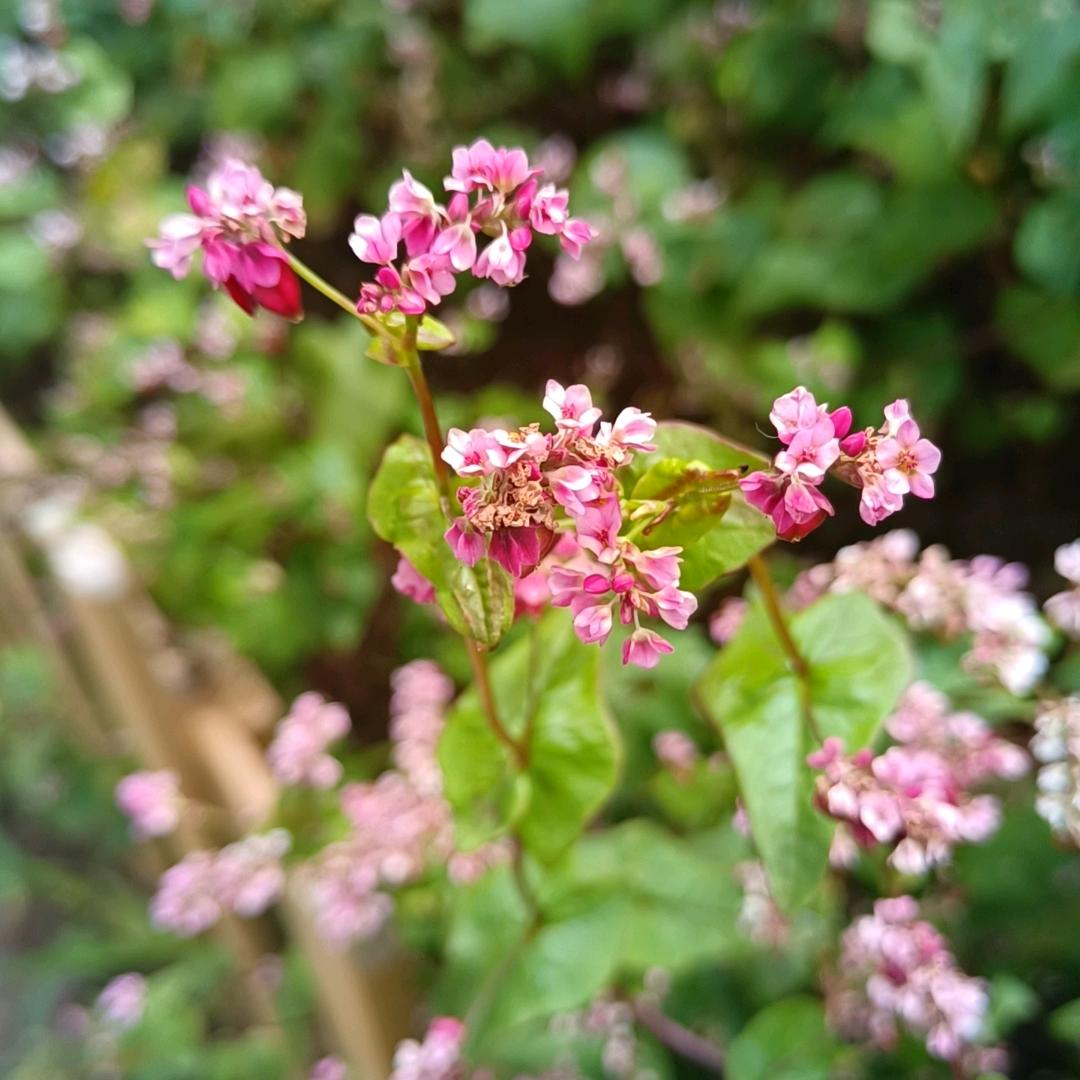 🌺一生有李🌺