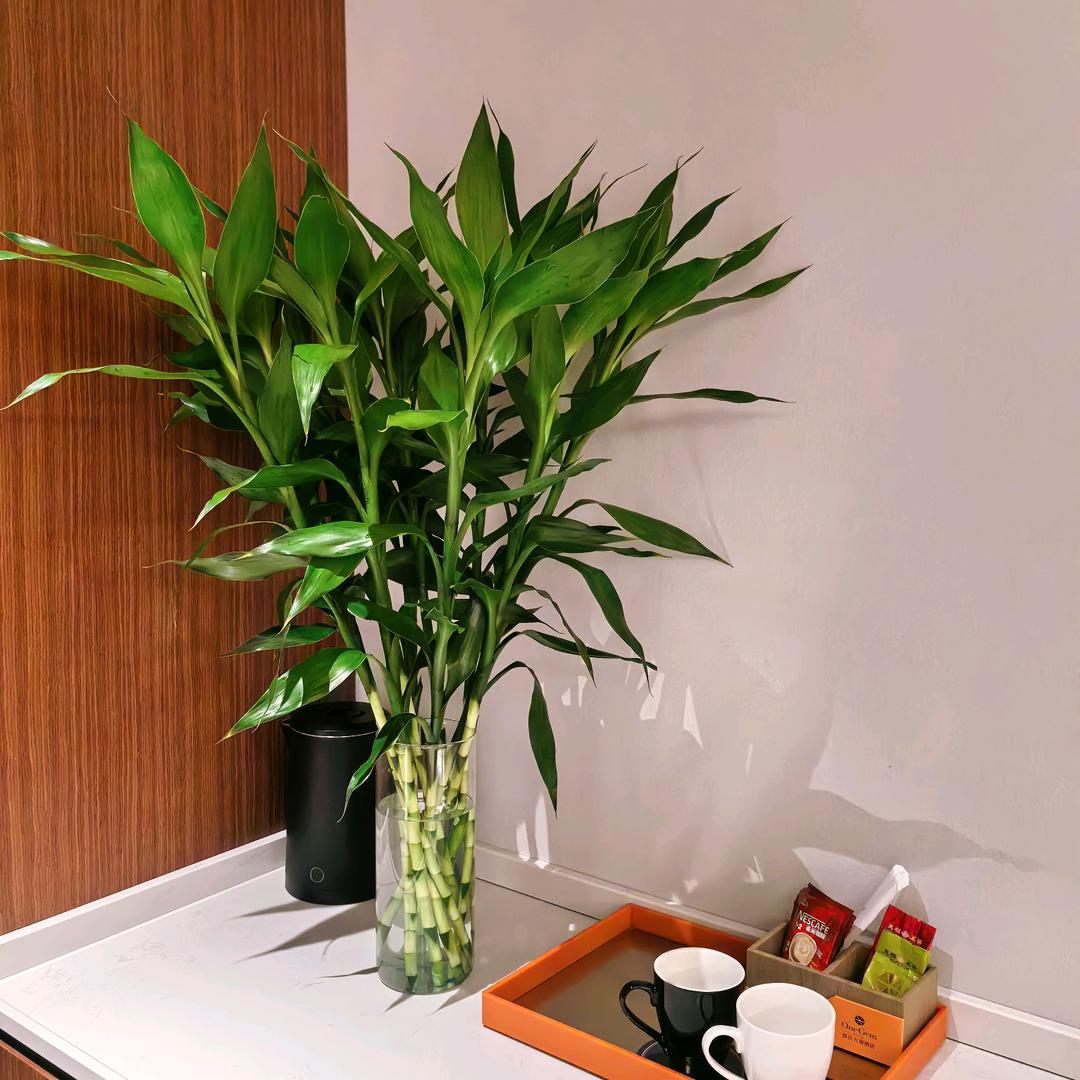 花卉绿植基地直发