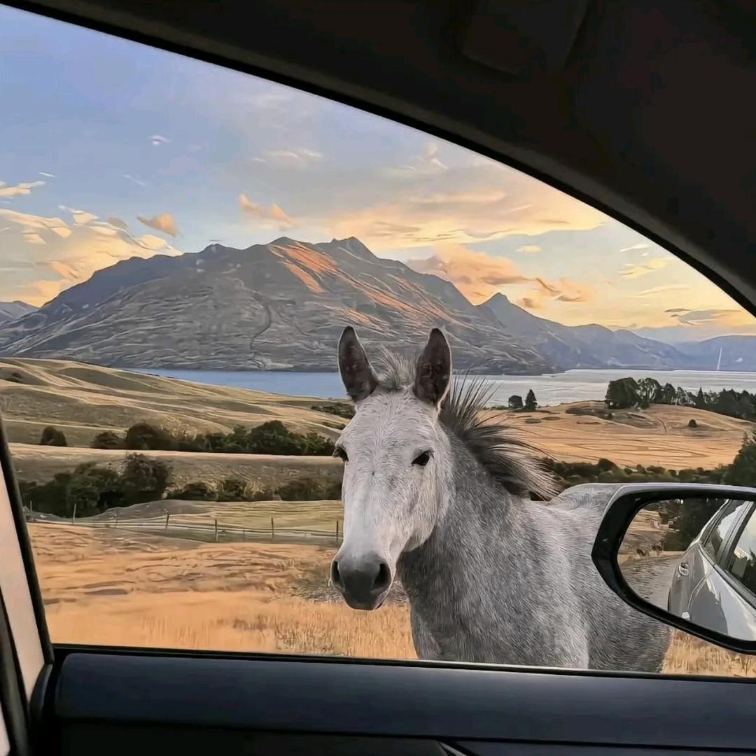 富士山🗻