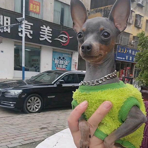 @啊雪家鹿鹿，（一鹿陪伴）