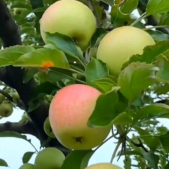 燕子(生活小常识)