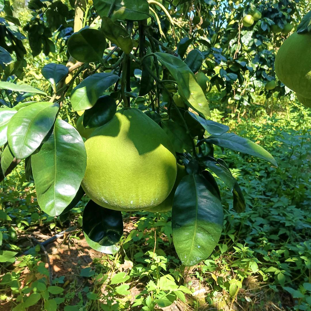 泰国红宝石青柚种植大户