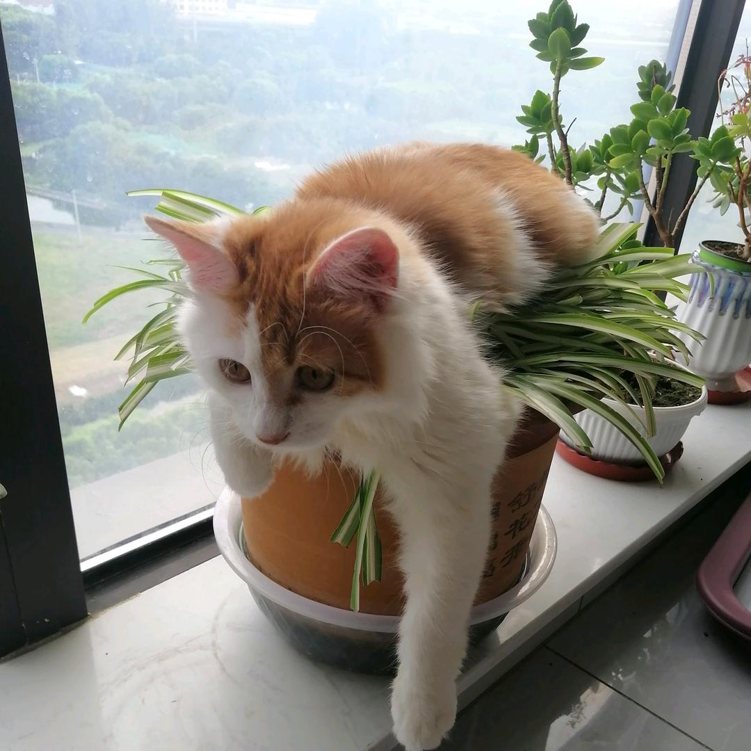 蓓蕾
