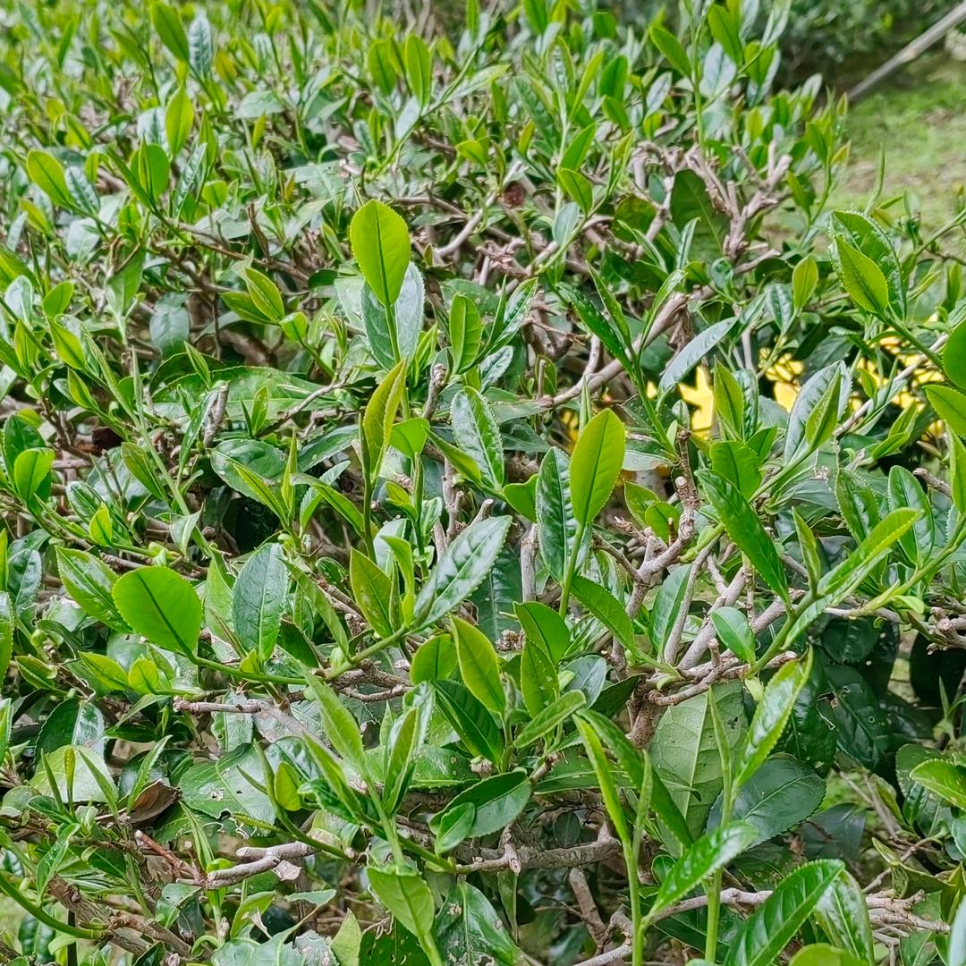 蓝天依旧
