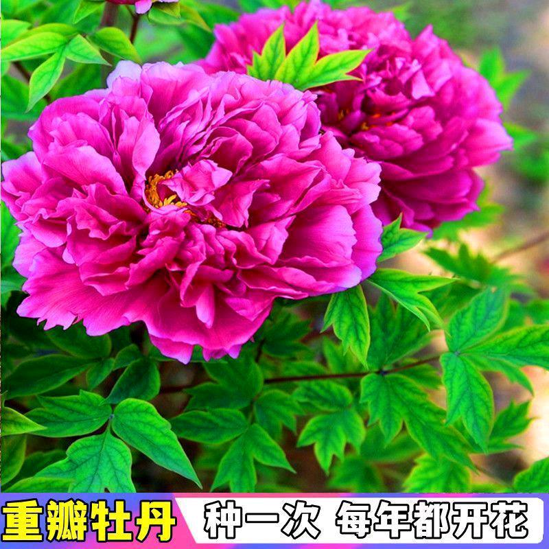 请你记住我就好，朋友一起玩