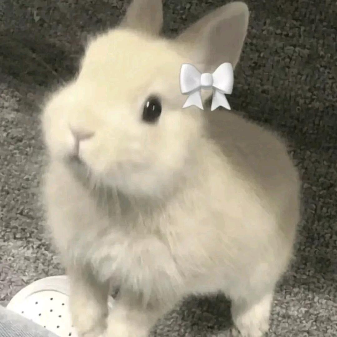 兔妹