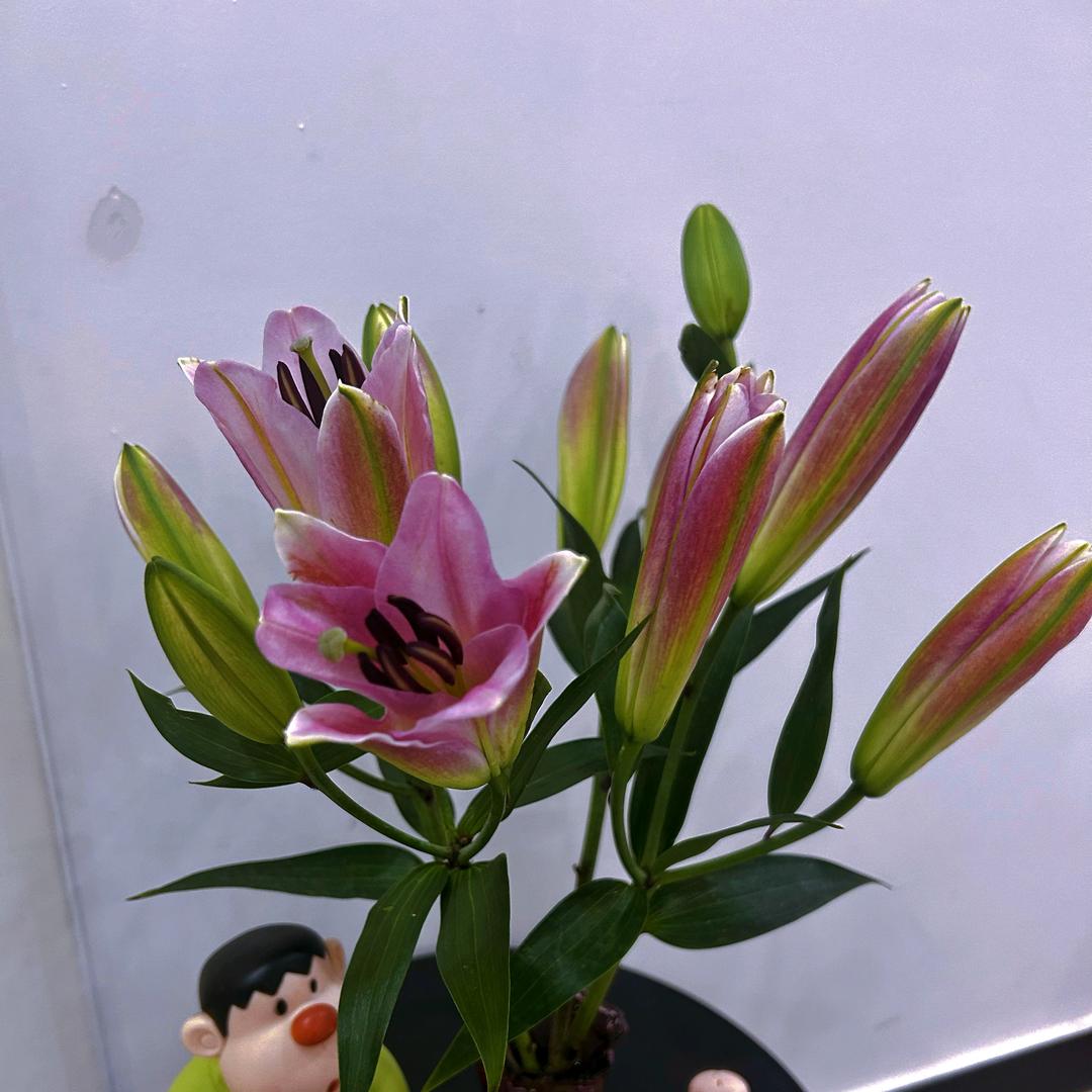 罗密欧与猪过夜