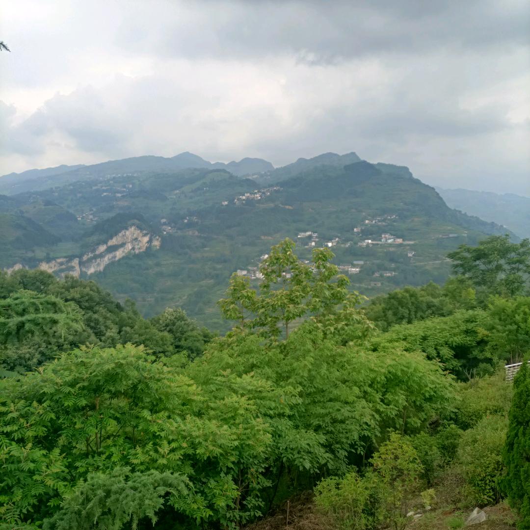 ZHANG