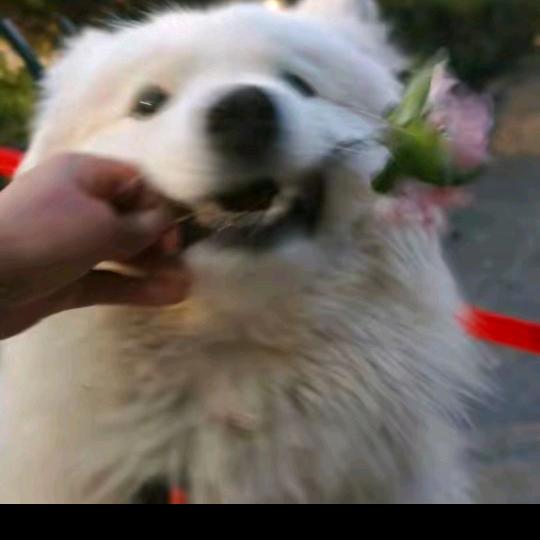 日升商行荆门市斐恰商贸有限公司33直播号