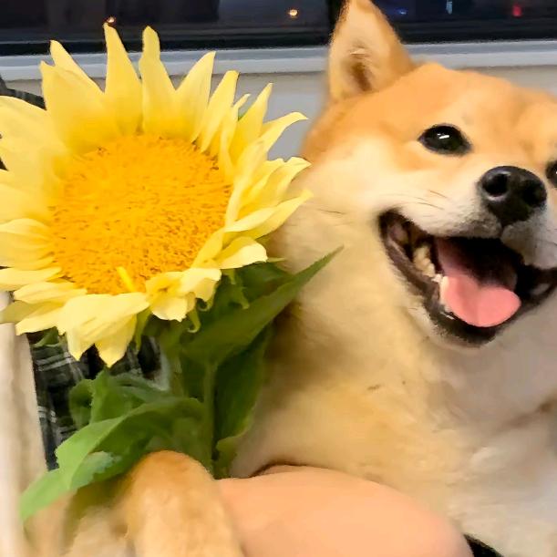 🌻