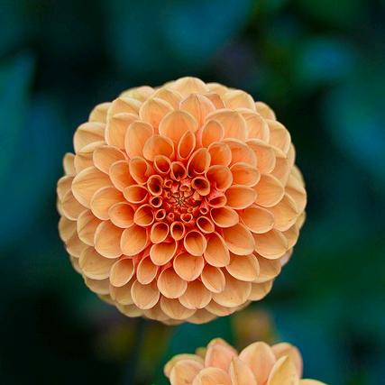 乐润优选联盟主播慧慧