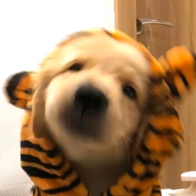 琳玎玚