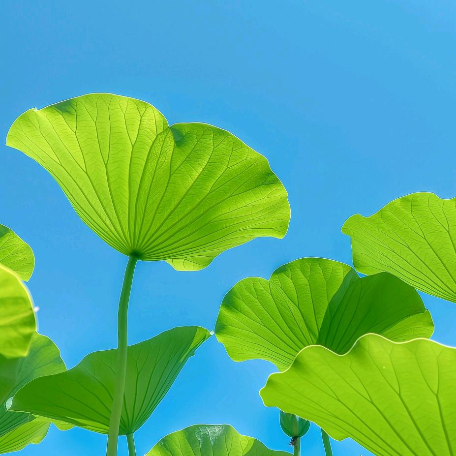 好运哥优选