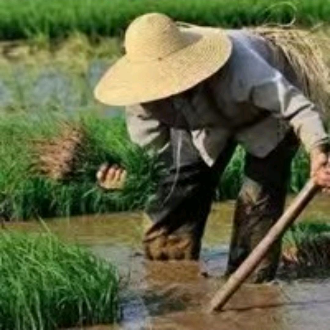 麦麦农产品