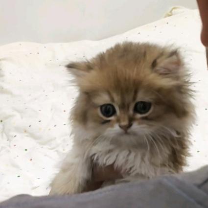 好运小欧